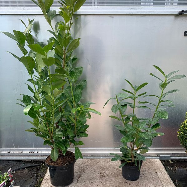 5L Prunus Laurocerasus Rotundifolia (cherry laurel) plant on left. £12.99 each or 10+ £12.50