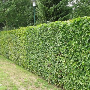Beech Green Hedge
