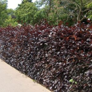 Beech Purple Hedge