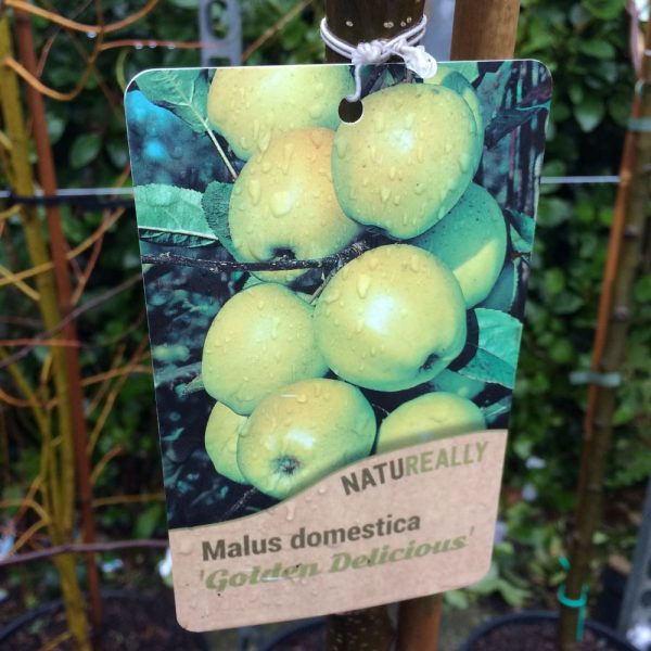 Fruit Tree Apple Malus domestica 'Golden Delicious'